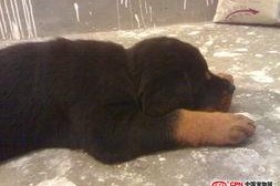 国产母狗,传承与创新中的民族犬种风采